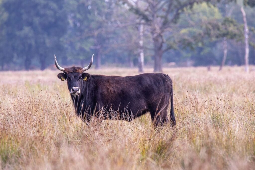 Auerochsen als Landschaftspfleger