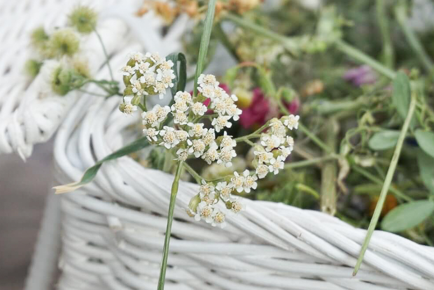 Nahaufnahme einer Blume