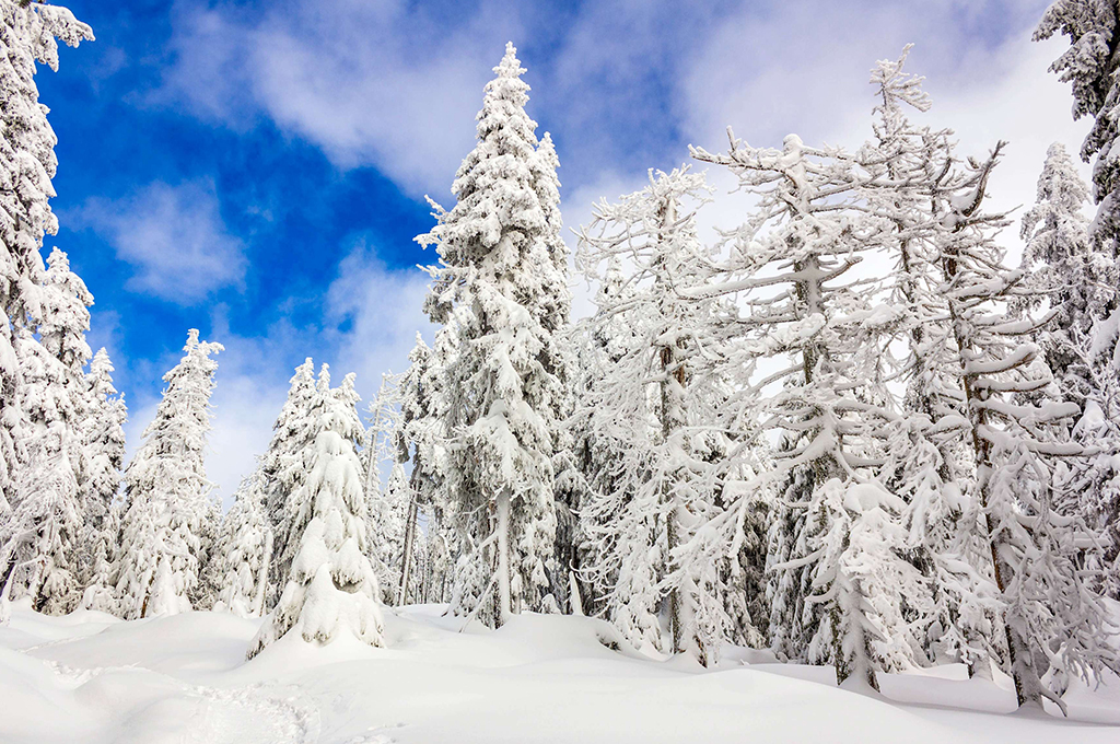 Schneebedeckte Bäume im Harz