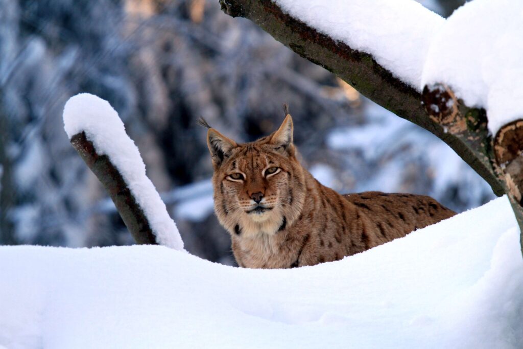 Luchs im Harz im Winter
