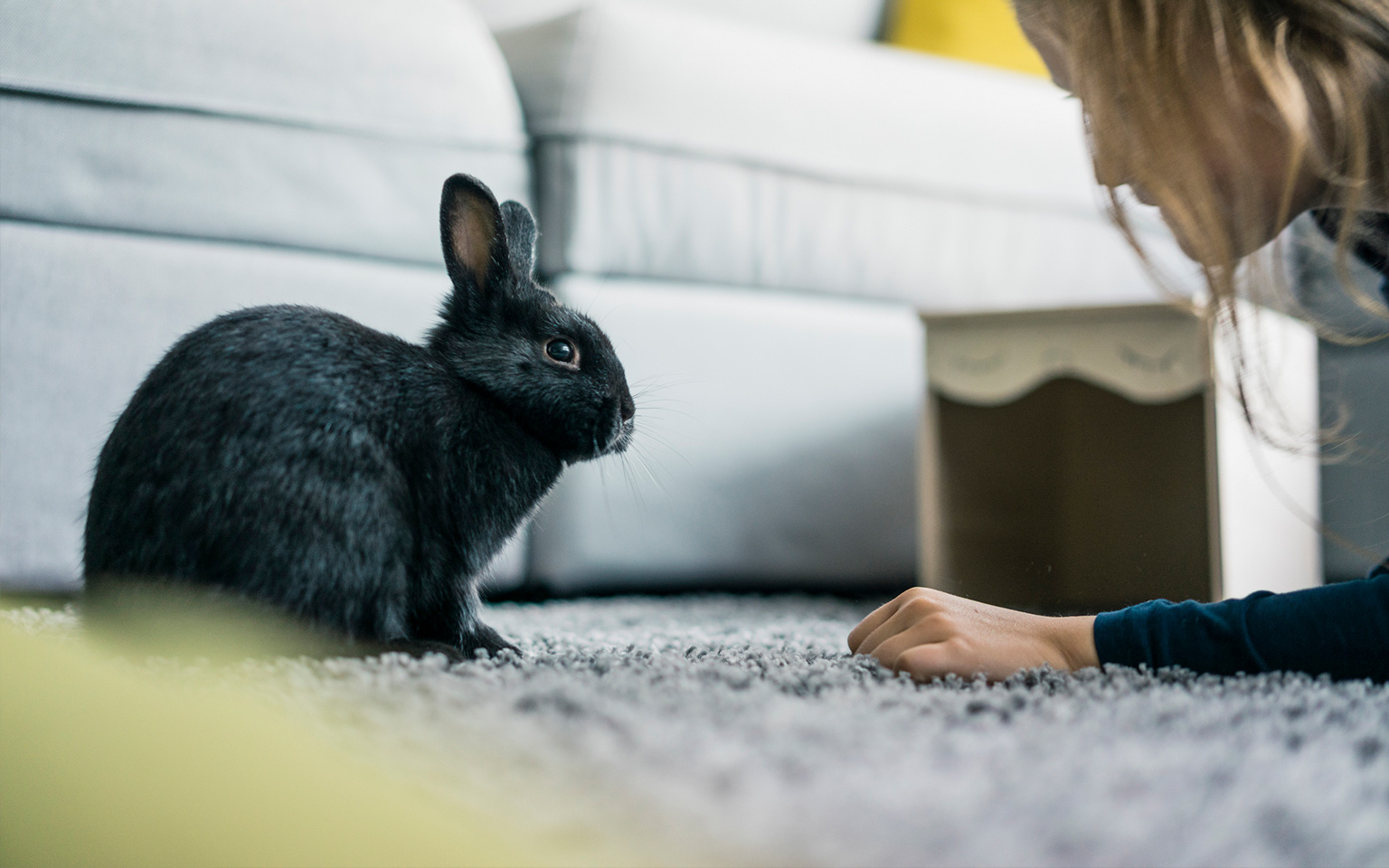Kaninchen auf einem Teppich
