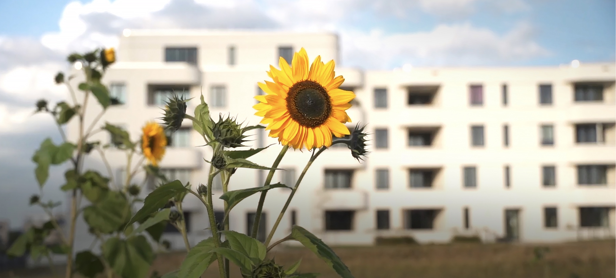 Sonnenblume in den Steimker Gärten