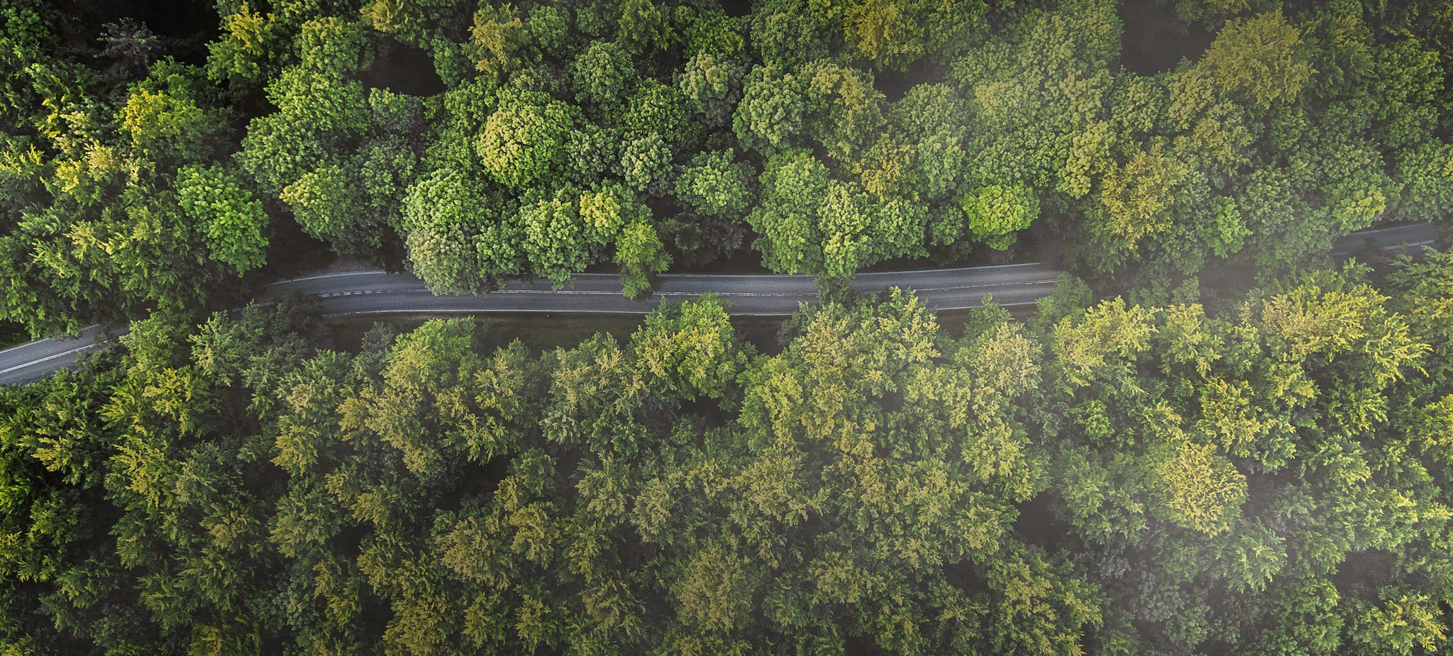 Wald mit Straße von oben