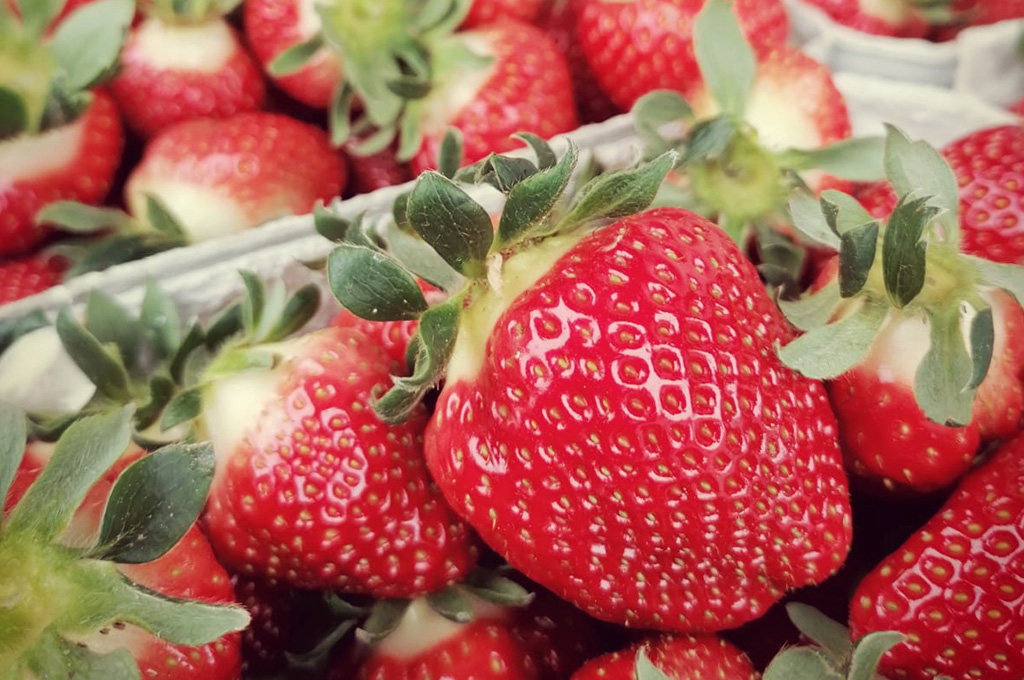 Frische Erdbeeren