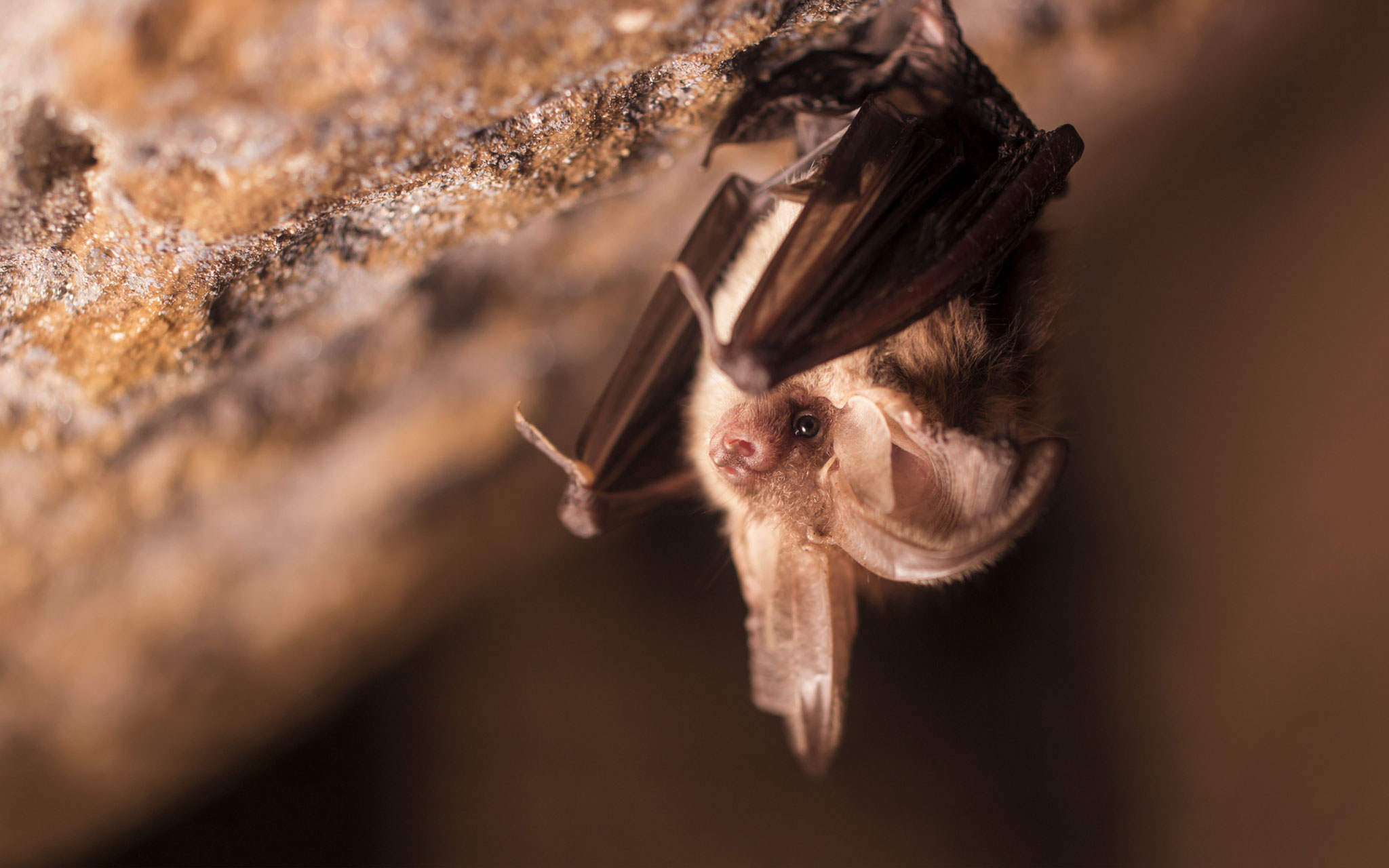 Einen Langohrfledermaus hängt an der Decke.