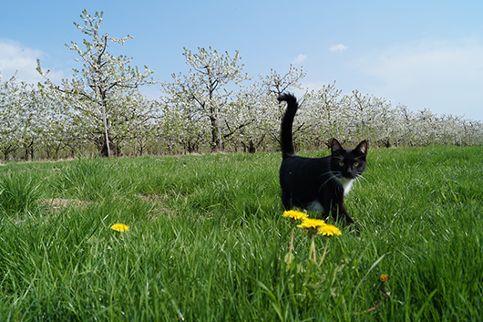 Obsthof Halbhuber Katze