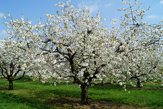 Kirschbaum in Bluete