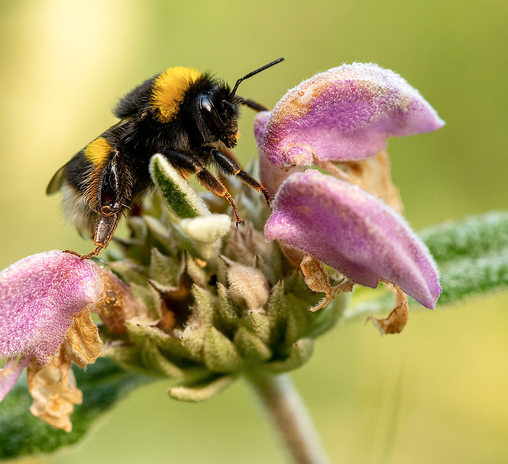 Eine Hummel auf einer Blüte