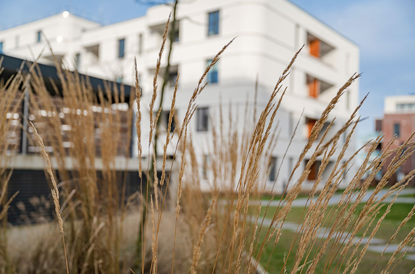 Steimker Gärten Lindenhöfe mit Gräsern im Vordergrund