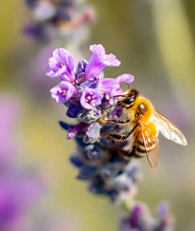 Biene auf Lavendel